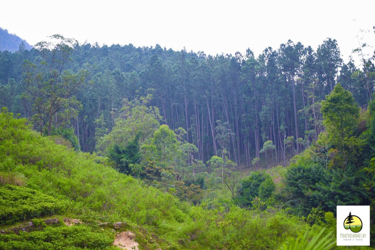 Pine Trees Homestay Nallathanniya Buitenkant foto